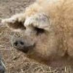 Mangalica