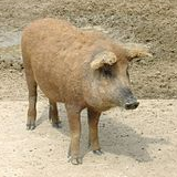 Mangalica Fesztivál 2021 – Budapest